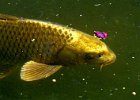 carpe koi (17)